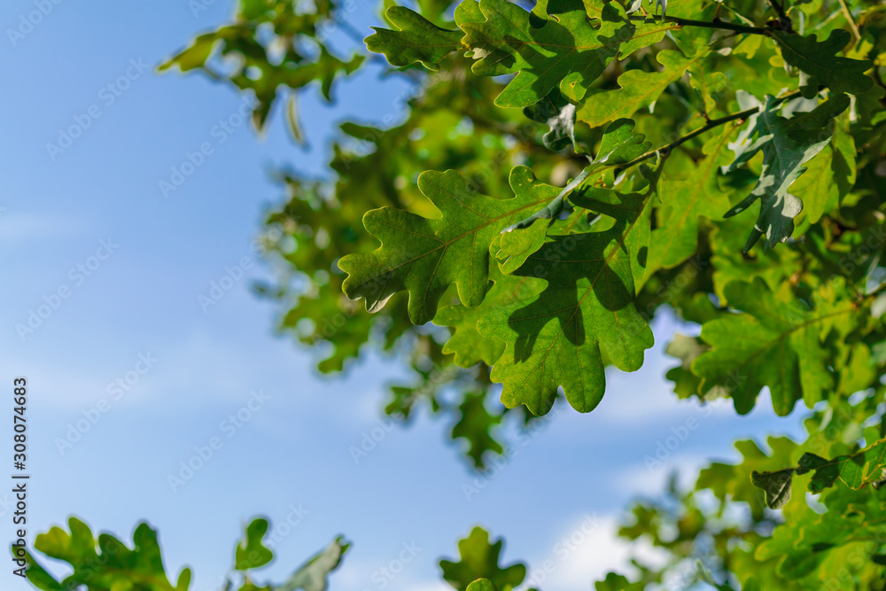 Young light green oak foliage against a blue sky and white clouds. Young light green oak foliage against a blue sky and white clouds.