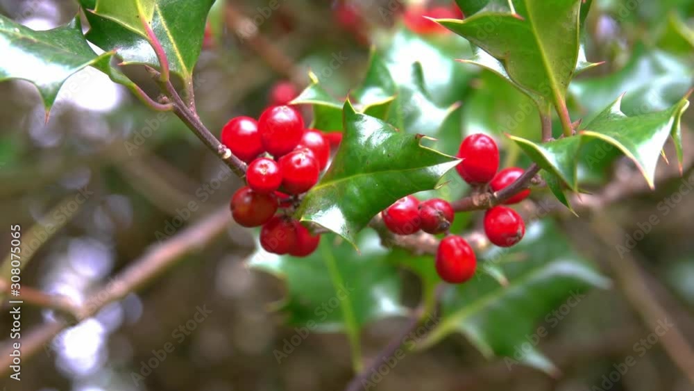 Close-up view of christmas holly tree branches with many clusters of red berry fruits and their traditional prickly green leaves in autumn day. Close-up view of christmas holly tree branches with many clusters of red berry fruits and their traditional prickly green leaves in autumn day.