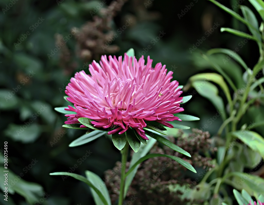 Fototapeta premium flower in garden