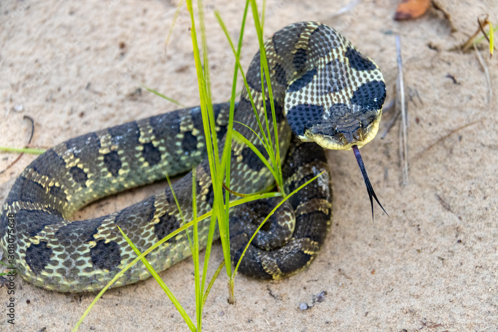 Eastern Hognose Snake with flattened neck on sandy soil with grass foto