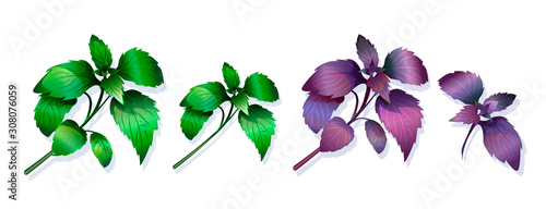 Set of vector images of green and purple basil branches isolated on white background