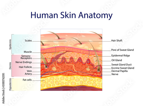 Human skin anatomy isolated on white background. Skin layers: epidermis, dermis, hypodermis under the microscope. Medical chart vector. photo