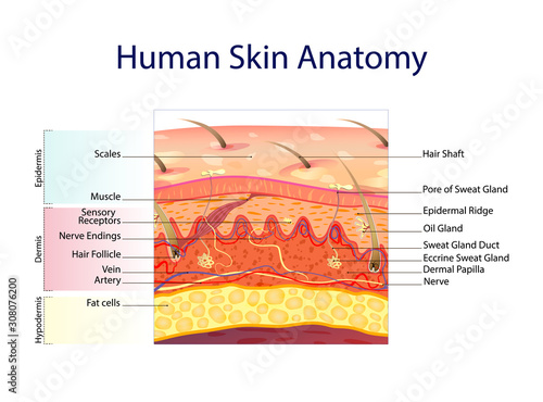 Human skin anatomy isolated on white background. Skin layers: epidermis, dermis, hypodermis under the microscope. Medical chart vector.