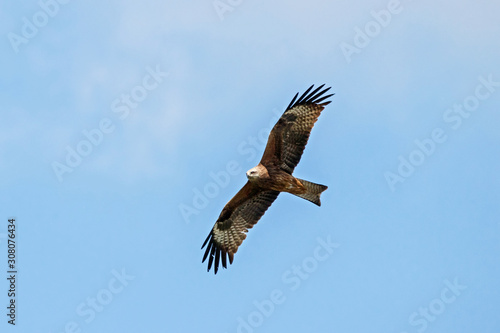 Black kite milvus migrans flying under blue sky. Common darl brown raptor bird in wildlife.