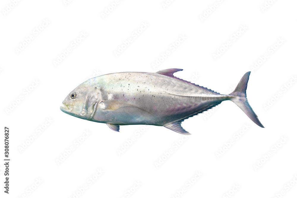 Giant Trevally isolated on white background with clipping path. Giant Trevally isolated on white background with clipping path.