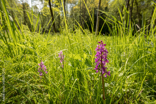 Tablou pe pânză Early Purple Orchid - Orchis mascula in natural habitat