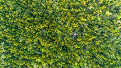 Natural green background or texture of top down Drone camera mangrove forest trees in thailand.