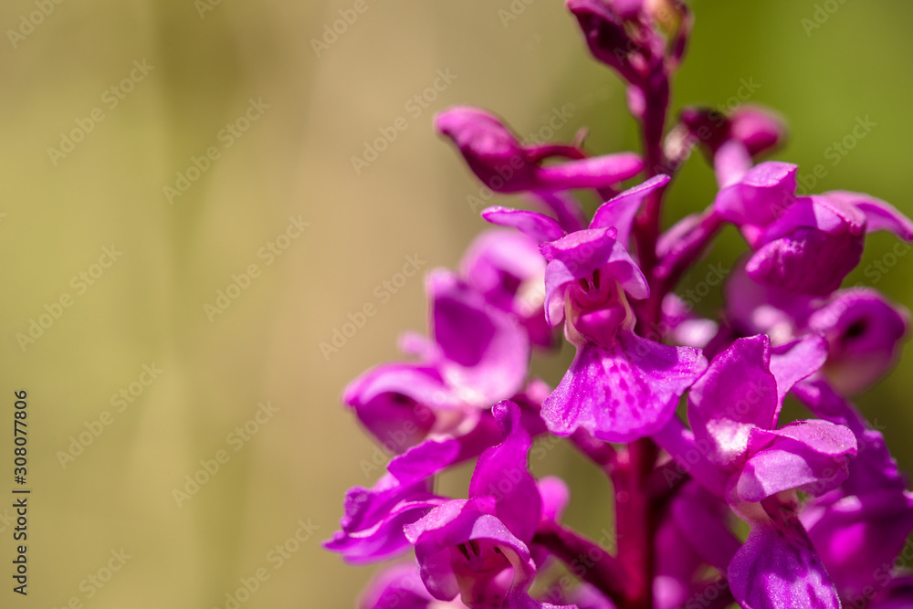 Early Purple Orchid - Orchis mascula in natural habitat