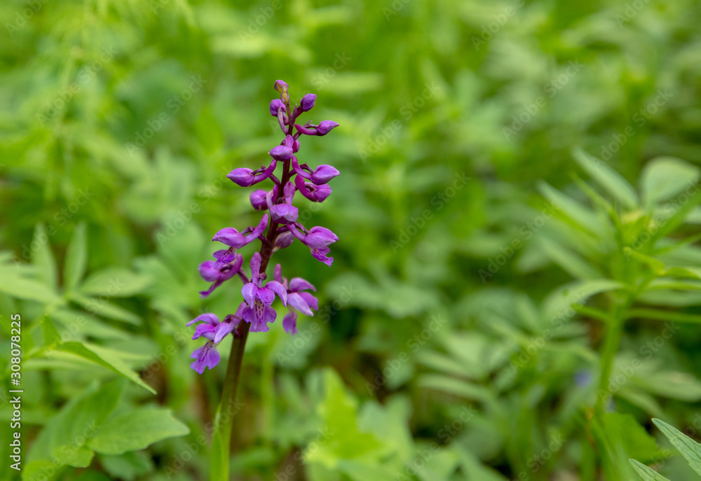 Early Purple Orchid - Orchis mascula in natural habitat Early Purple Orchid - Orchis mascula in natural habitat