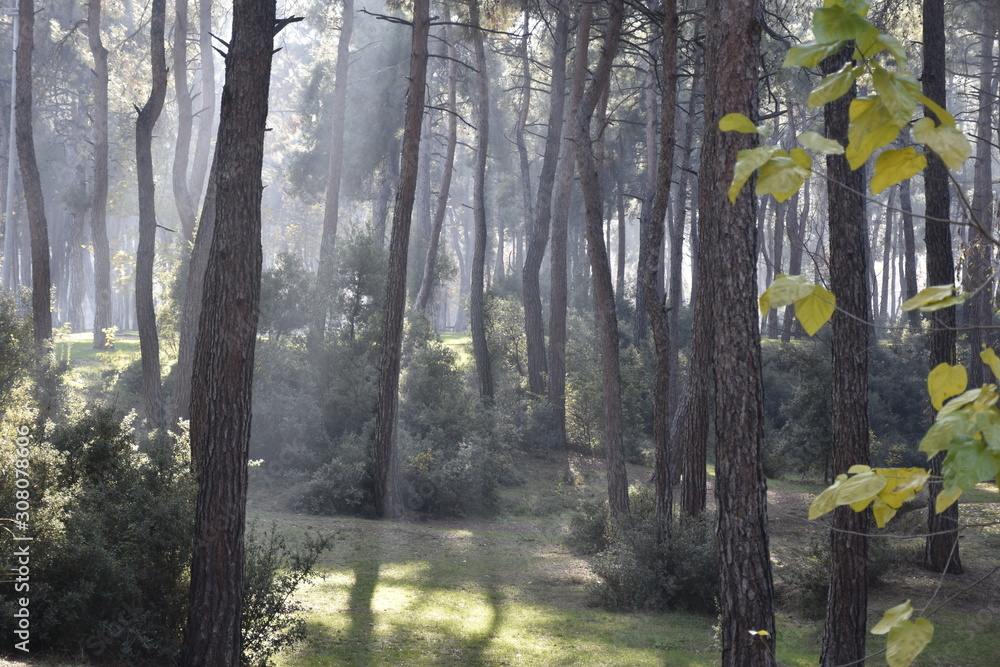Fototapeta premium forest in autumn