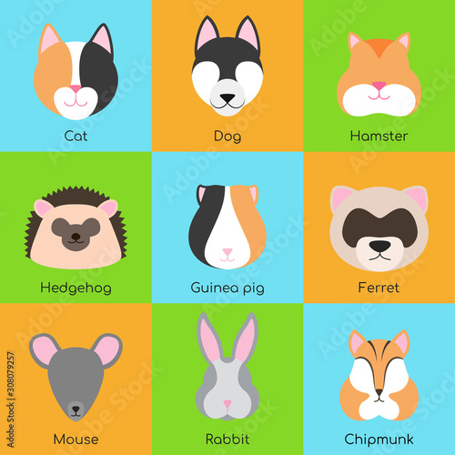 Set of 9 color vector illustrations of pets: cat, dog, hamster, hedgehog, guinea pig, ferret, mouse, rabbit, chipmunk. On multi-colored backgrounds, blue, green, yellow. Suitable for web, books, logo.