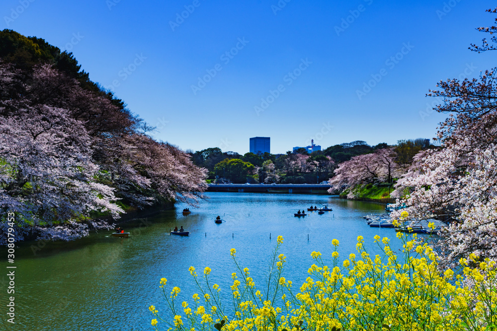 Landscape of spring Tokyo city view in Japan