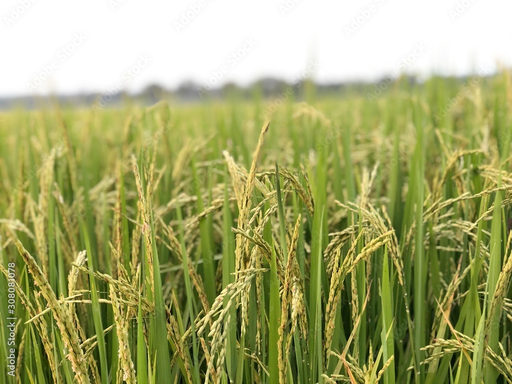 Fototapeta premium Beautiful green rice field and ear of rice. Close up of rice in the field.
