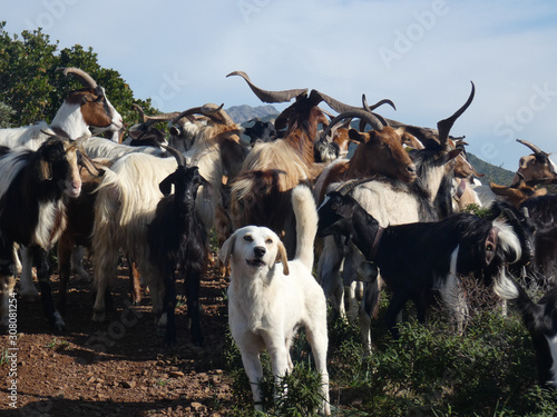 Caprette e cane pastore photo