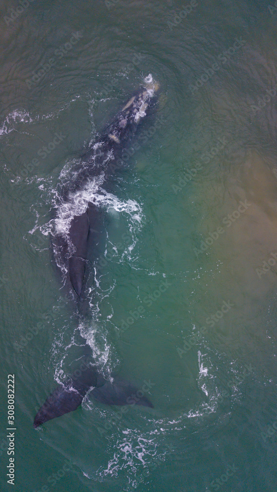 Obraz premium Whale Free right Animal Water Ocean Aquatic Atlantic