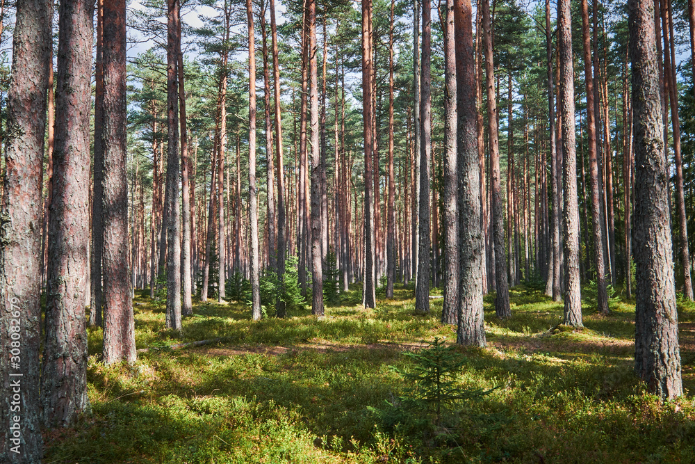The Tall Pine Tree Forest The Tall Pine Tree Forest