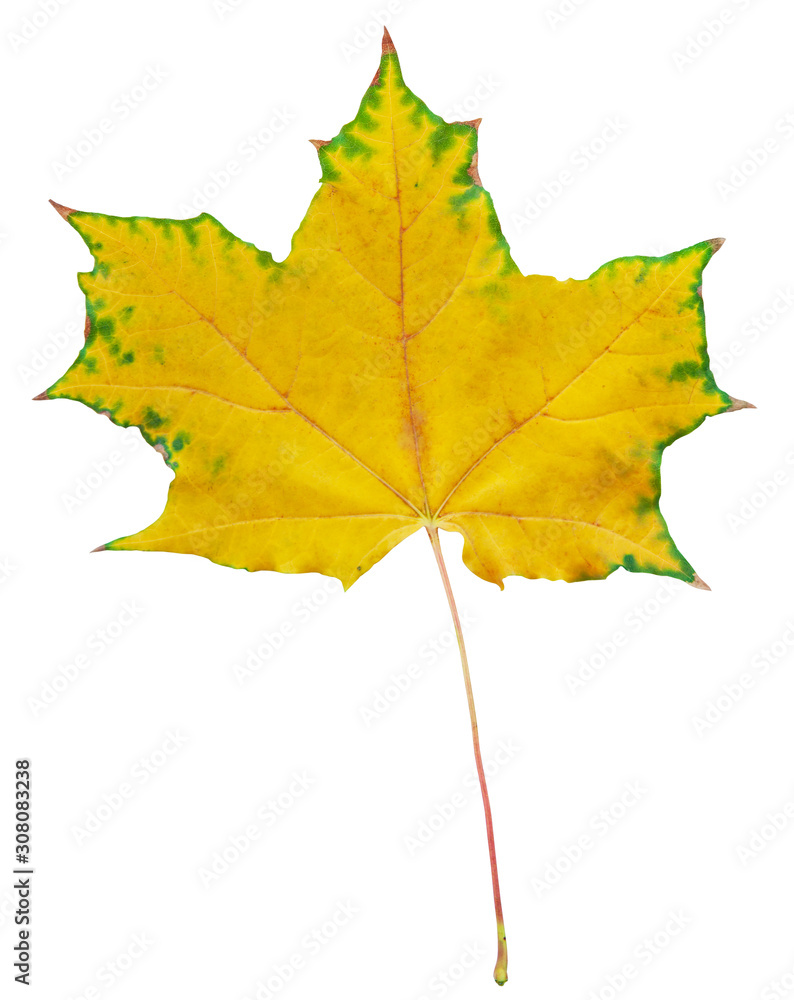 Fototapeta premium Yellow and green autumn maple leaf.