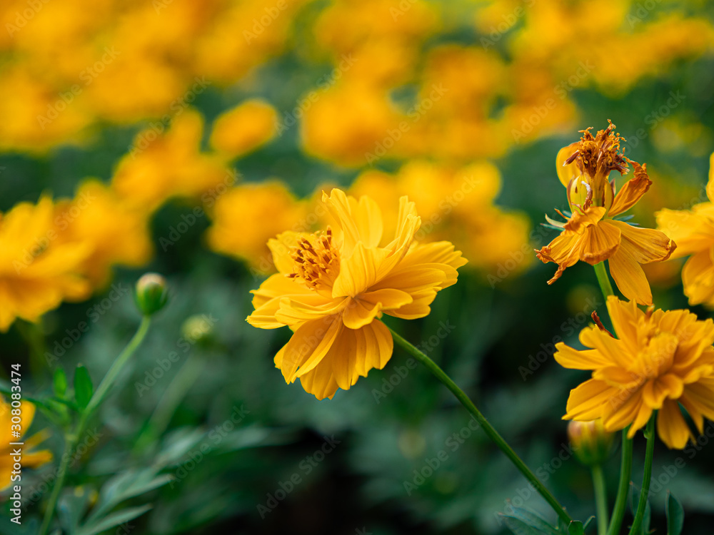 Fototapeta premium Yellow color, cosmos caudatus flowers or flower kenikir which blooms in the backyard garden and Bee