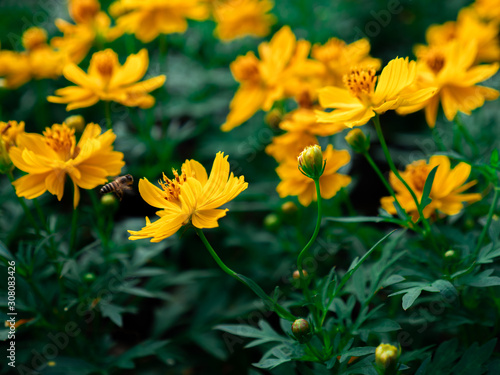 Yellow color, cosmos caudatus flowers or flower kenikir which blooms in the backyard garden and Bee © Bank