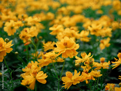 Yellow color, cosmos caudatus flowers or flower kenikir which blooms in the backyard garden and Bee © Bank