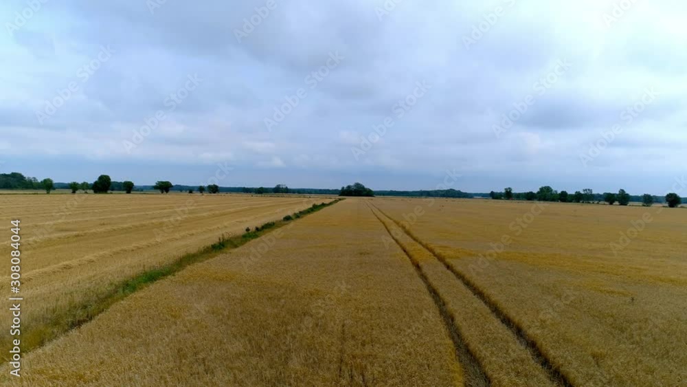 Wheat field on cloudy windy summer day, Sweden Wheat field on cloudy windy summer day, Sweden