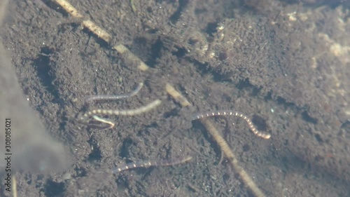 Tubifex is a cosmopolitan genus of tubificid annelids that inhabits the sediments of lakes, rivers, sewer lines. View macro aquatic insect in wildlife  photo