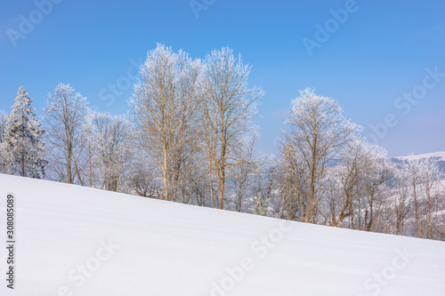 trees in hoarfrost on snow covered meadow. sunny forenoon of mountainous countryside. hazy atmosphere with blue sky. calm winter nature scenery. beautiful scenery © Pellinni