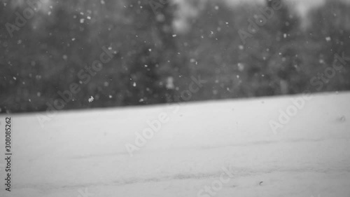 Snow is falling in slow motion on a background of trees