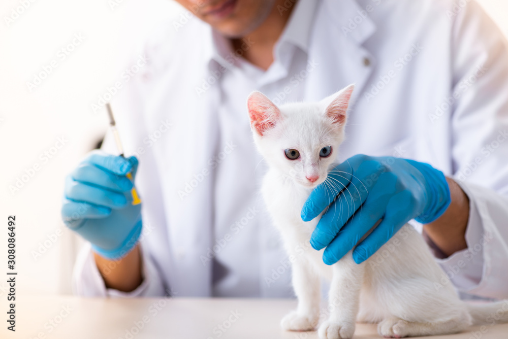 Young male doctor examining sick cat Young male doctor examining sick cat