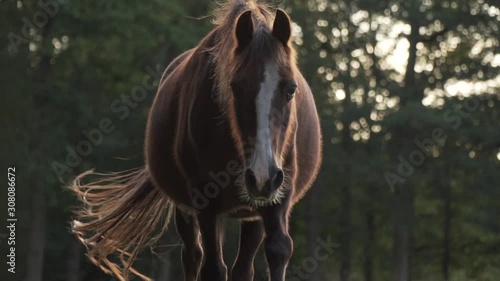 Brown horse walking gracefully towards the camera in slow motion