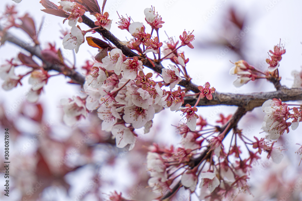 Soft White Tree Blossoms #2 Soft White Tree Blossoms #2