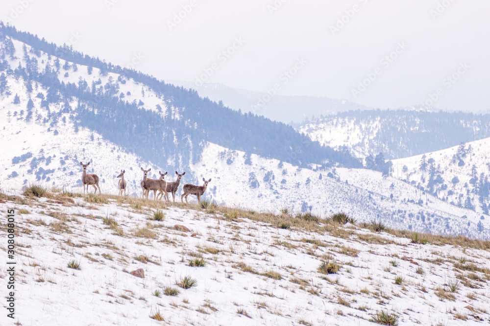 Deer in Green Mountain Snow