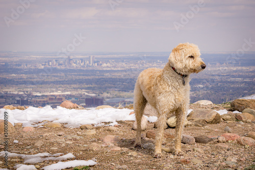 Traildog on Green Mountain Spring Hike  3 © Traildog Artisans
