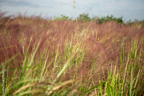 Field of pink muhly grass a cloudy sky