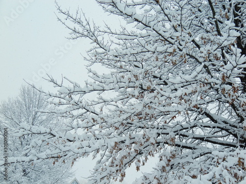 snow and trees © Thomas Balevre Jr.