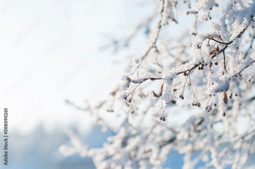 white snowflakes on a tree branch on a bright Sunny day