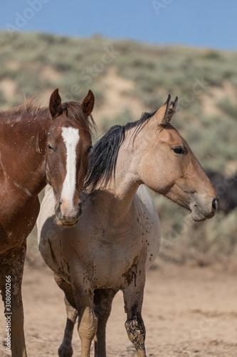 Fototapeta Naklejka Na Ścianę i Meble -  Wild Horses in Summer in Sand Wash Basin Colorado