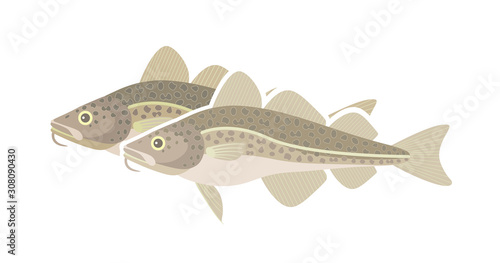 Fototapeta Naklejka Na Ścianę i Meble -  Atlantic cod logo. Isolated cod on white background