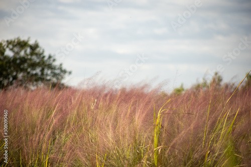 Field of pink muhly grass below a vibrant blue sky with many clouds