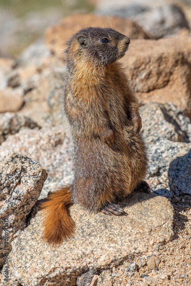 Marmot on Mt Evans Marmot on Mt Evans
