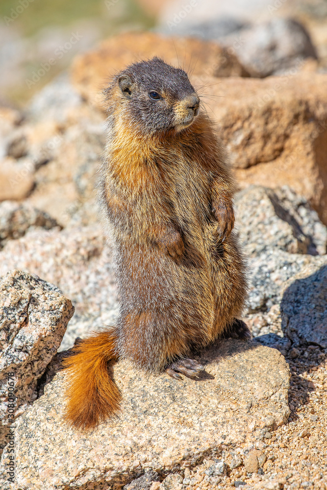 Marmot on Mt Evans