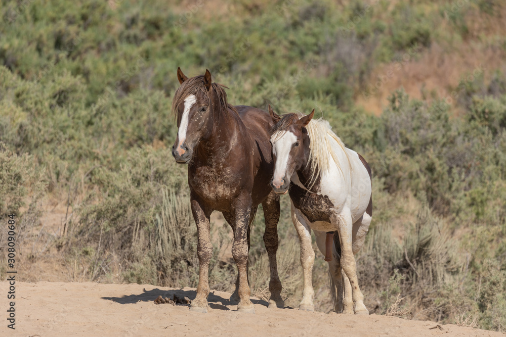 Fototapeta premium Wild Horses in Summer in Sand Wash Basin Colorado