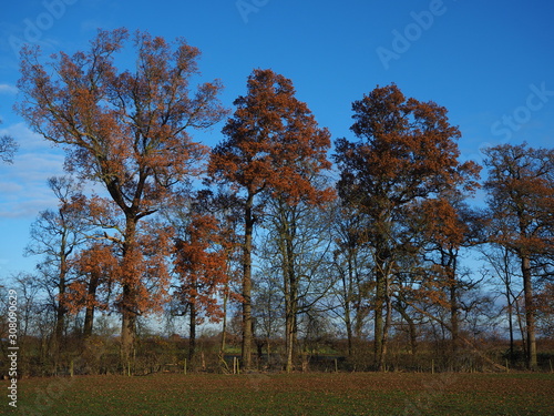 Trees with bronze coloured winter foliage in a park in North Yorkshire, England, with a blue sky background
