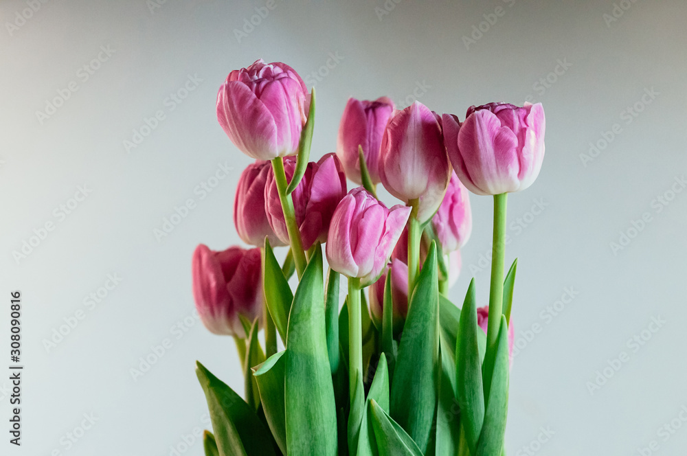 Cute big pink tulip flowers. Close up image of peony tulips on white background. Soft selective focus. Holiday, gift concept. Flowers for greeting card or other design Cute big pink tulip flowers. Close up image of peony tulips on white background. Soft selective focus. Holiday, gift concept. Flowers for greeting card or other design