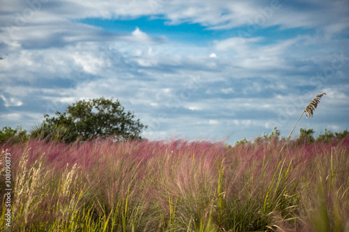 Field of pink muhly grass during a bright day with a sky full of many clouds