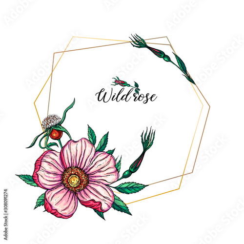 Vector set of delicate pink wild rose flowers, floral arrangements