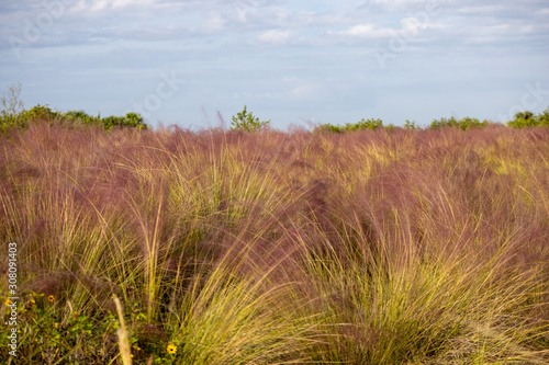 Field of pink muhly grass a cloudy sky