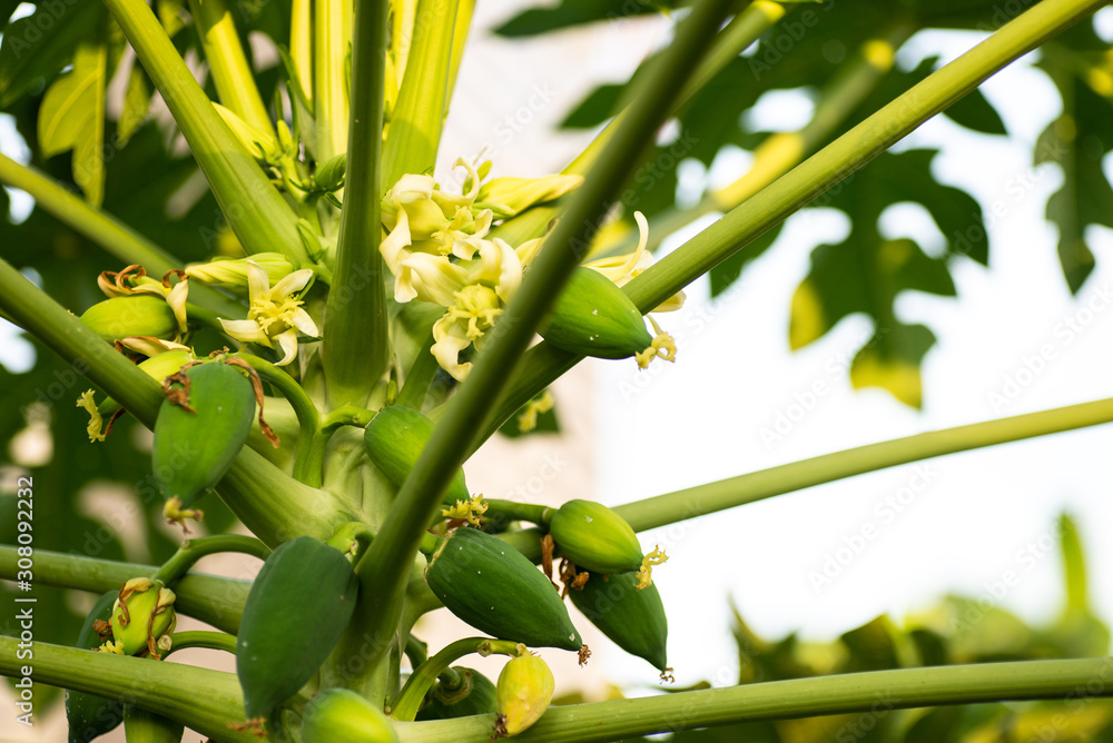 Papaya tree with green fruits. Papaya tree and bunch of fruits . Papaya tree with green fruits. Papaya tree and bunch of fruits .