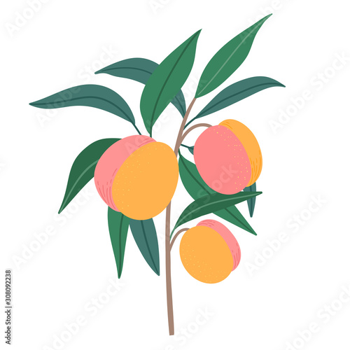Isolated vector peaches with brunch for decor, print, packaging.