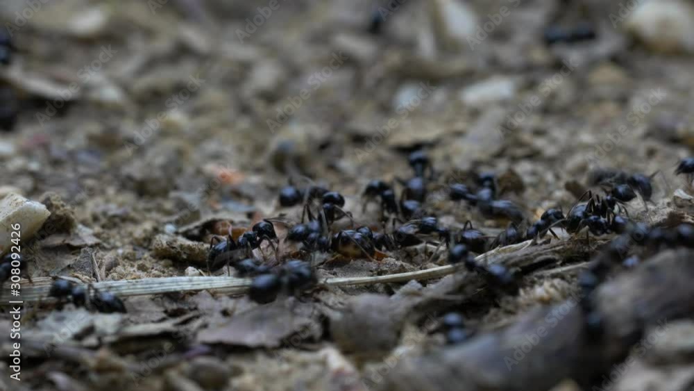 Ants busily go their its way - (4K) Ants busily go their its way - (4K)